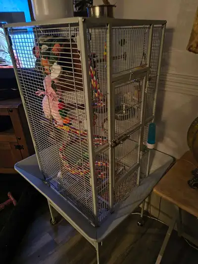 Birds, cages and accessories for sale, View more
