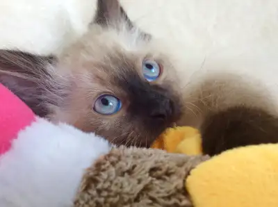 ( English follows ) * Spécial Été * 2 Beaux Chatons Mâle et Femelle Ragdoll aux Yeux Bleux Pure Race...