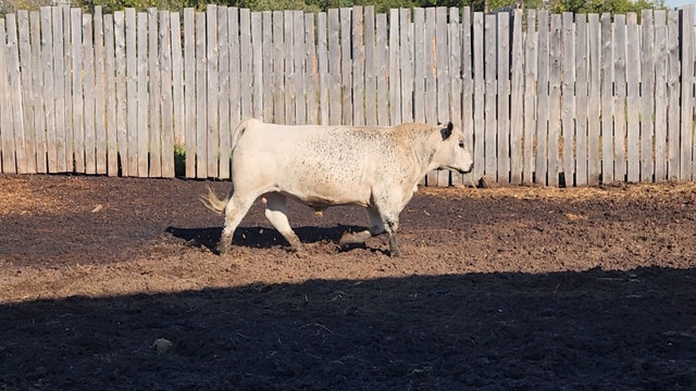 2 and 3 Year Old Speckle Park Bulls in Livestock in Edmonton