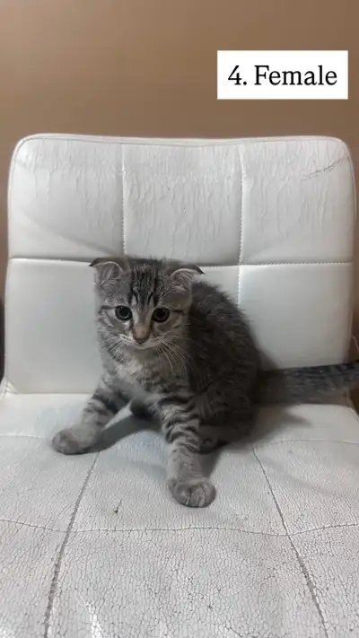 Scottish Fold/Straight Kittens Born March 28, 2026 $400 for Straights Message for more information!