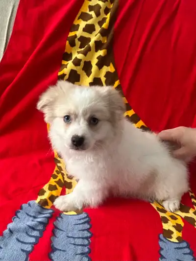 Pomerania puppies (blue eyes), View more