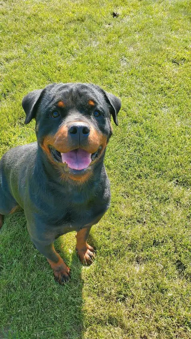 Registered German Rottwelier Puppies in Dogs & Puppies for Rehoming in Edmonton - Image 6