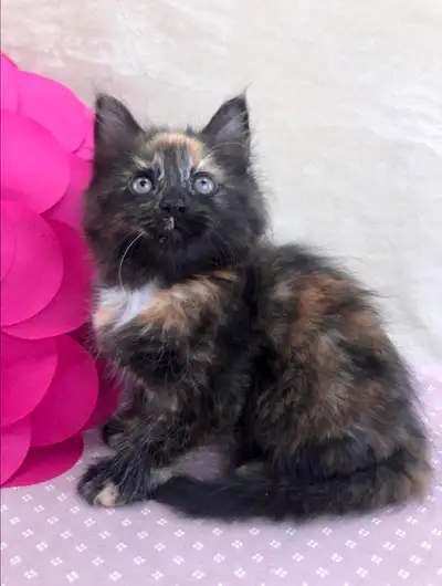 This sweet Maine Coon girl was raised with love in our calm, home-based cattery. She’s a dark calico...