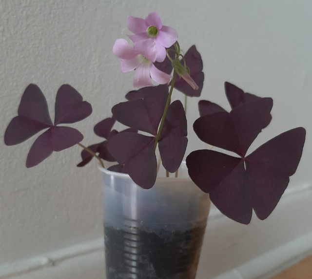 Purple Oxalis Triangularis Shamrock plant (indoor/outdoor) in Other in City of Toronto - Image 3