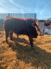 Full blood Simmental yearlings