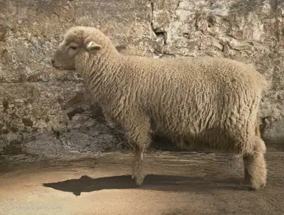 Ram Lambs for Breeding, View more