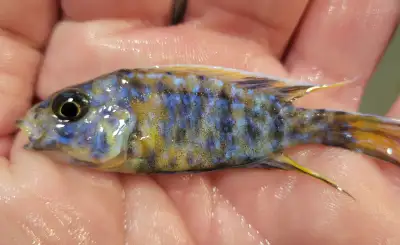 OB peacock cichlids males, View more