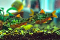 Green Barbs  Oakville / Halton Region Toronto (GTA) Preview