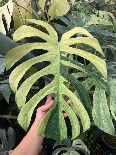 Monstera albo, aurea and mint in Plants, Fertilizer & Soil in City of Toronto - Image 4