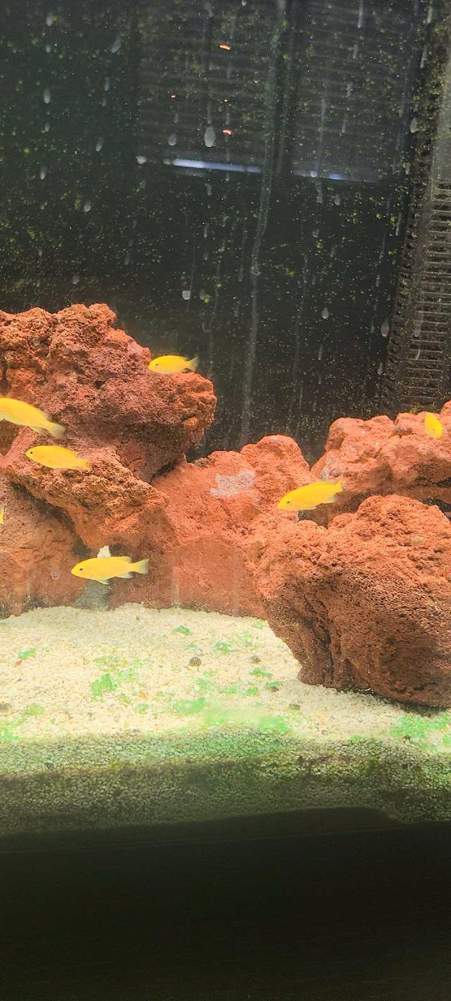Yellow lab cichlids  fry in Fish for Rehoming in Hamilton - Image 2