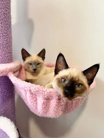 Bonjour à tous. Une belle portée est maintenant disponible. Chatterie depuis maintenant 6 ans. Reste...