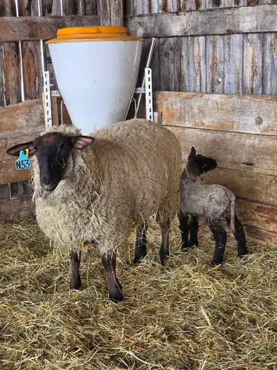 Suffolk Ewes and Lambs Sheep, View more