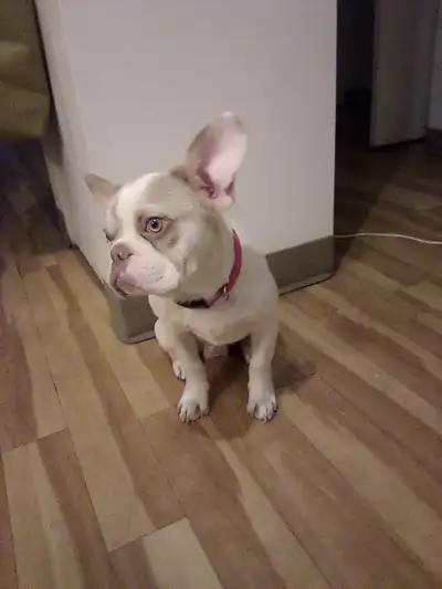 Greenmore Frenchies presents : Frankie the frenchie born Jan 3, 2025 MALE, Unneutered (non fixte) Mi...