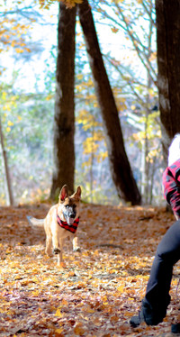 DOG TRAINING SERVICES**Dog Walking, Drop Ins, Pet Accessories **