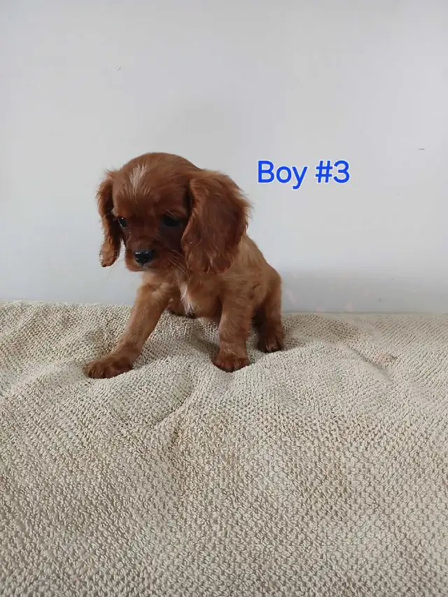 King Charles Cavaliers in Dogs & Puppies for Rehoming in Owen Sound - Image 2