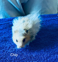 Long Haired Syrian Hamster with Starter Kit 