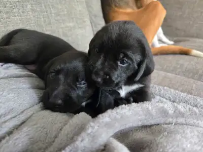 Chiots Labrador X Foxhound Américain , View more