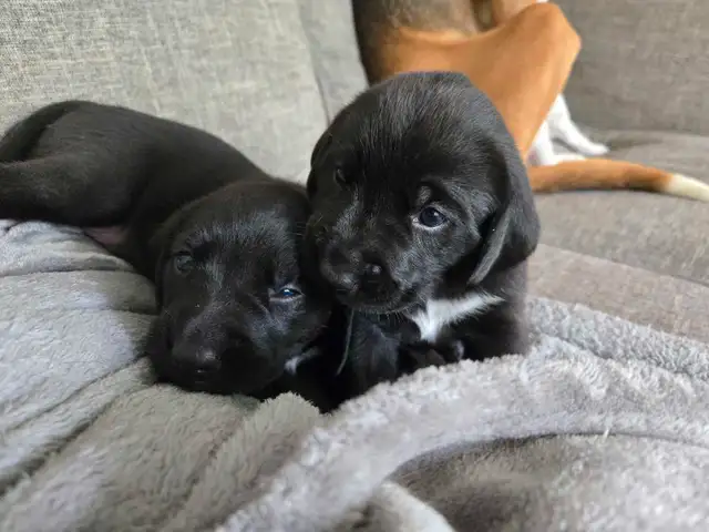 Chiots Labrador X Foxhound Américain in Dogs & Puppies for Rehoming in West Island - Image 2