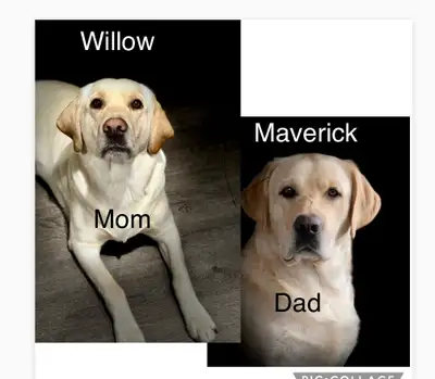 Purebred Yellow Lab Puppies - Females, View more