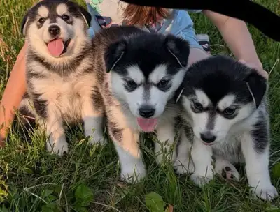 Chiots Husky Sibérien, View more