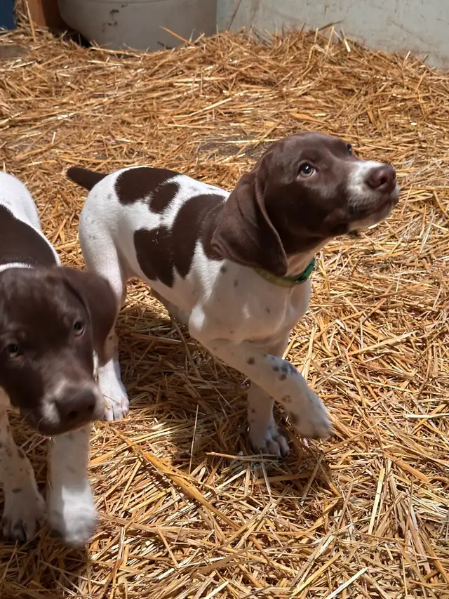 German Shorthaired Pointer  Puppies Wingshot_GSPs in Dogs & Puppies for Rehoming in St. Albert - Image 11