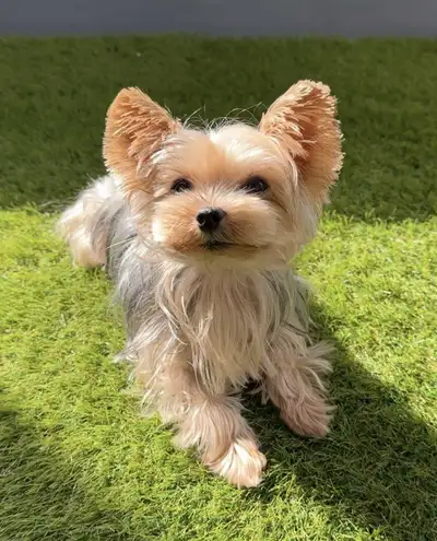 It saddens me to be posting this ad but unfortunately, I have to rehome cookie into a new home. A Ne...
