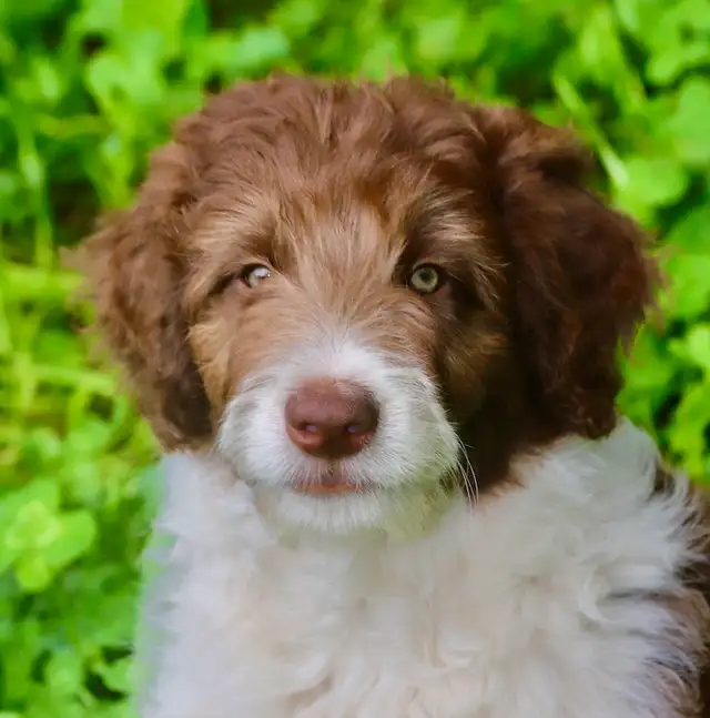 4 DOODLES, BORDOODLES F1 et F2 et F3 , PUPPIES, CHIOT in Dogs & Puppies for Rehoming in Laurentides - Image 2