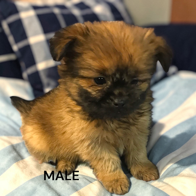 POMERANIAN /SHIH TZU, View more