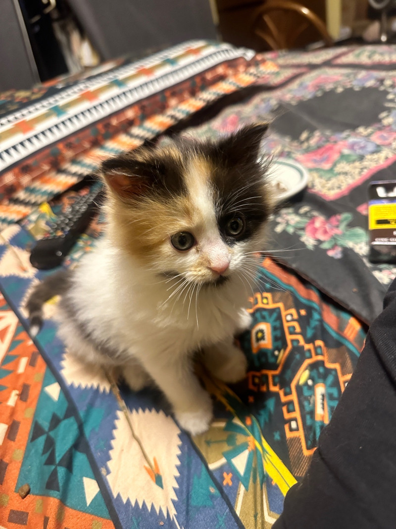 Last of the Litter Cats & Kittens for Rehoming Calgary Kijiji