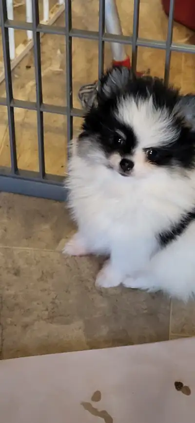 Pomeranian, View more