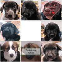 Black Lab/Sheppard cross puppies ready for their furever home ❤️