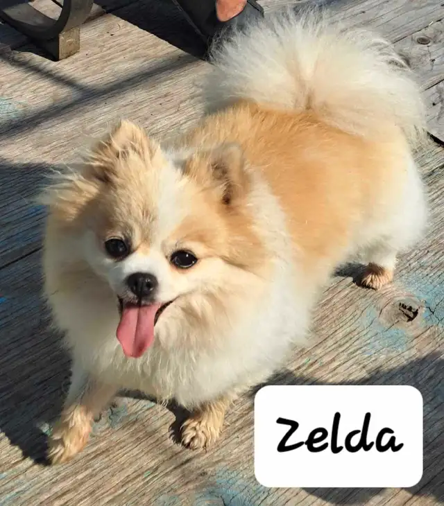 Precious Pom-Chi's in Dogs & Puppies for Rehoming in Edmonton - Image 9