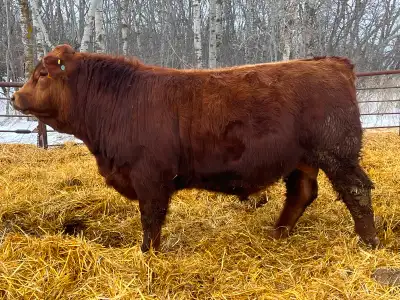 Yearling Simmental bulls ready to go!, View more