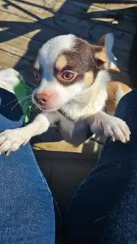 Chihuahua x jack russell 