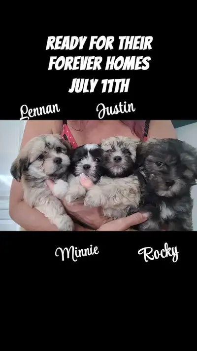 Maltese Shih Tzu Puppies , View more