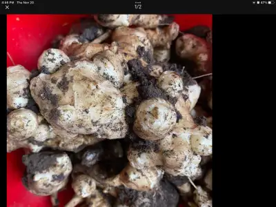 fresh Sunchoke , View more