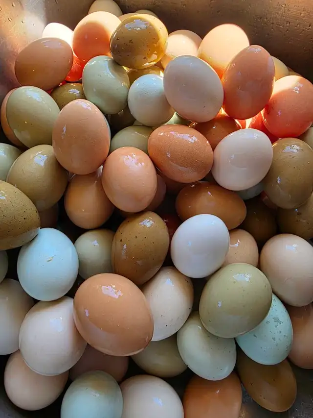 Mixed Chicks in Livestock in Owen Sound - Image 7