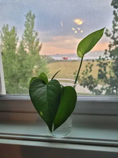 Rooted Pothos cuttings, View more