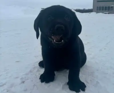Labrador Puppies, View more