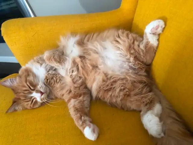 Looking to Rehome a Ragdoll-Maine Coon Male Cat (8 years old)