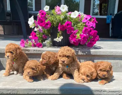 puppies for sale, View more