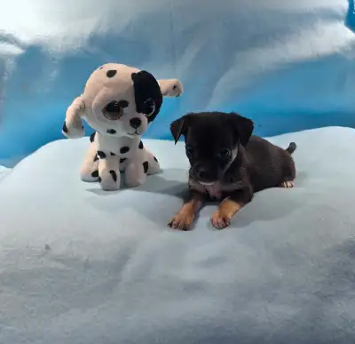 yorkshire x chihuahua toy, View more