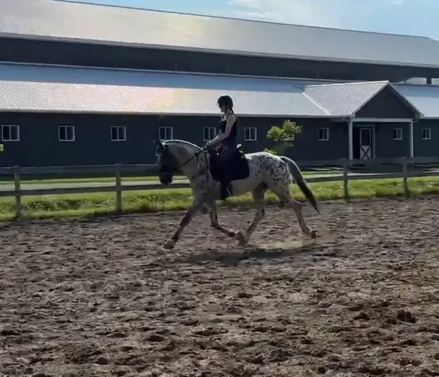 Appaloosa à vendre au sevrage in Horses & Ponies for Rehoming in Saint-Jean-sur-Richelieu - Image 6