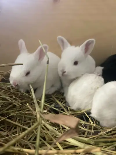 Rabbits for sale, View more
