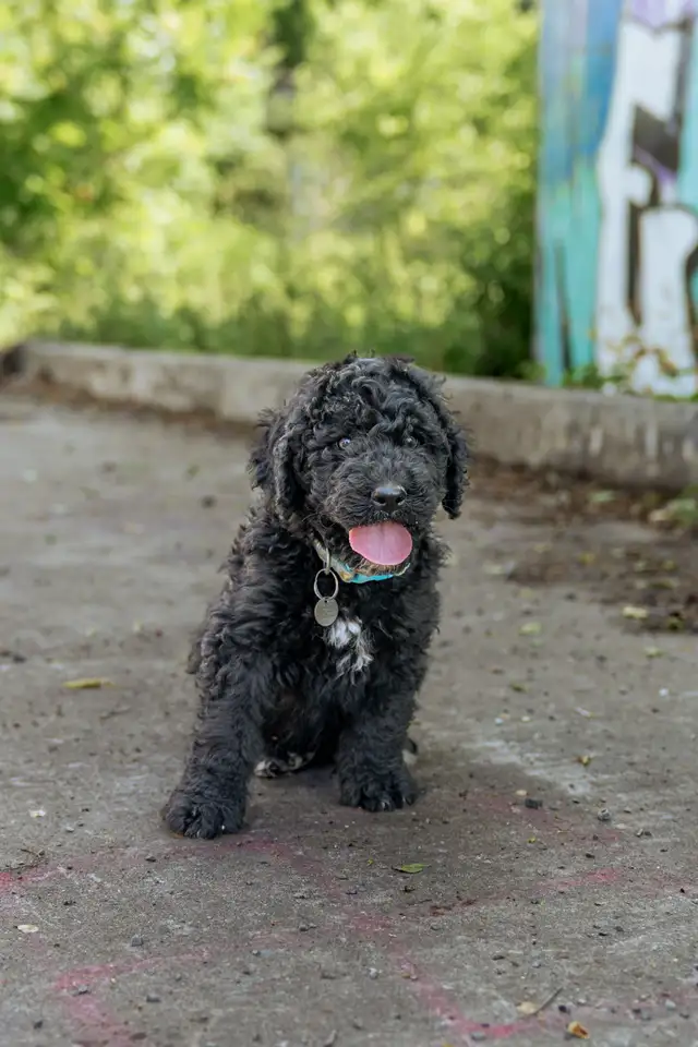 Bernedoodles standards in Dogs & Puppies for Rehoming in West Island - Image 5