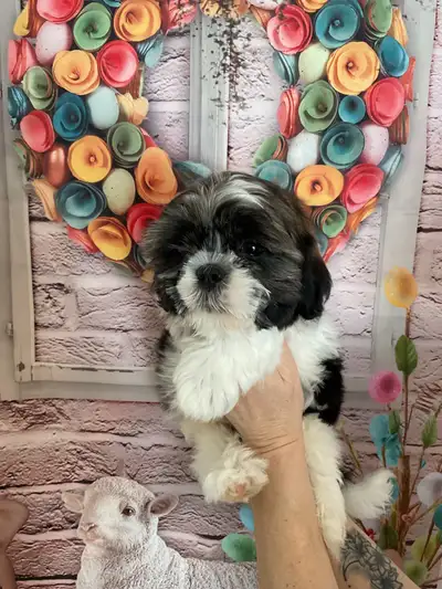 5 male shih-tzu puppies available now. Mom and dad are both shih-tzu Mom weighs 10lbs Dad weighs 11l...