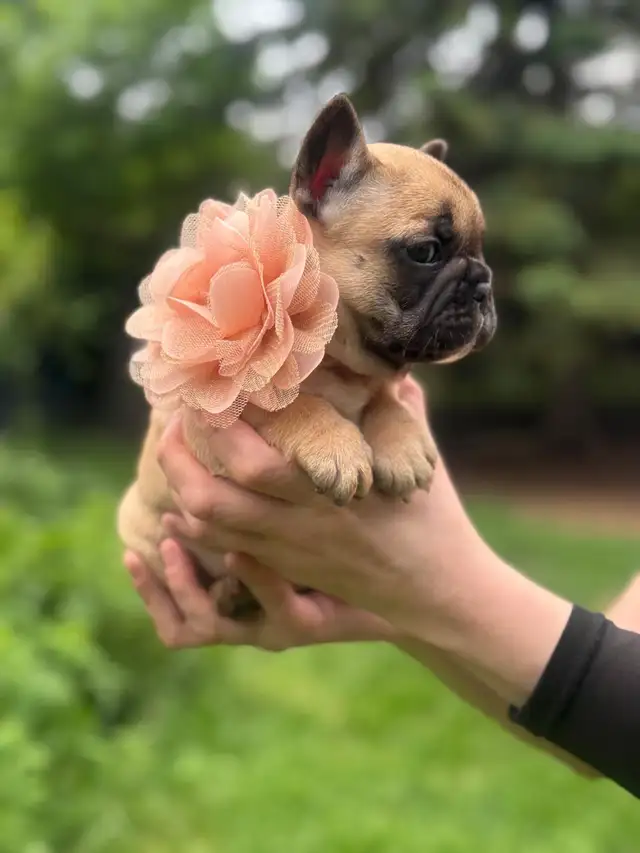 best quality French bulldog puppy’s in Dogs & Puppies for Rehoming in Laval / North Shore - Image 6