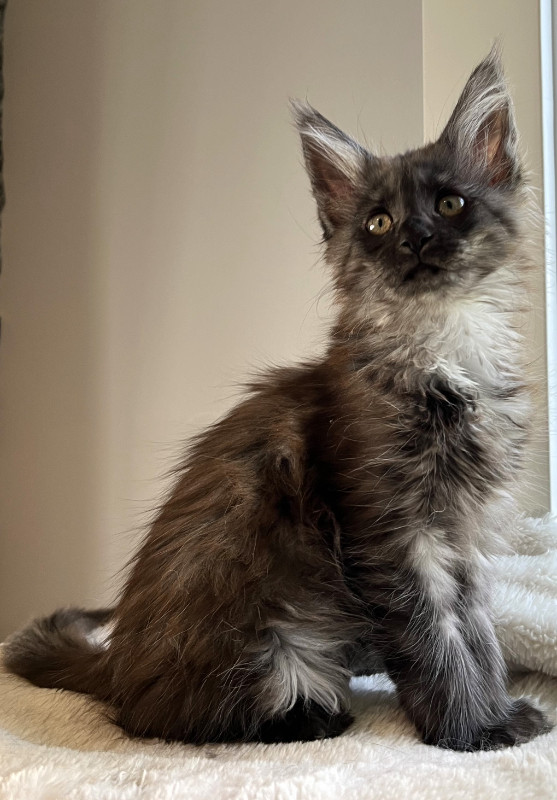 Registered Purebred Maine Coon Kittens in Cats & Kittens for Rehoming in Victoria - Image 3