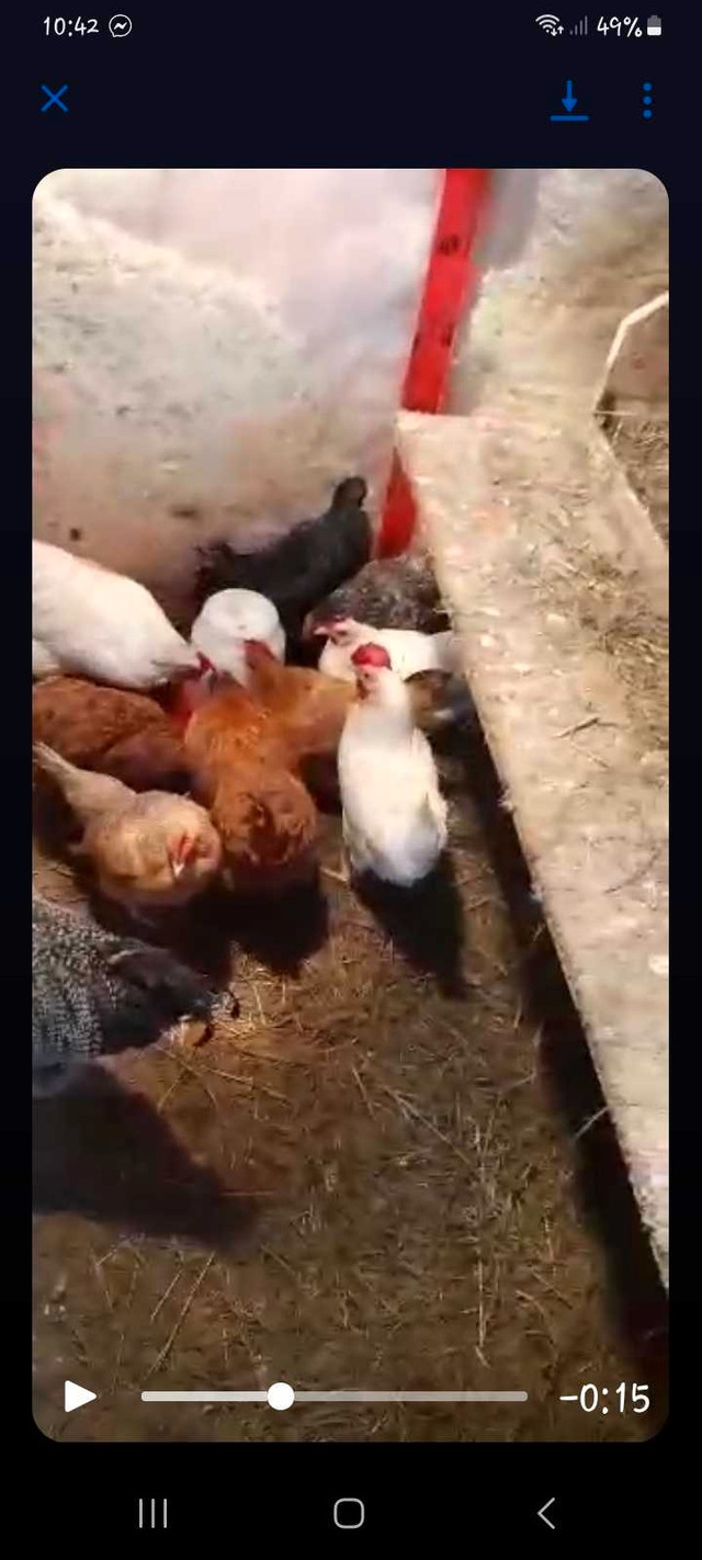 Egg, hens, and chicks in Livestock in Bathurst