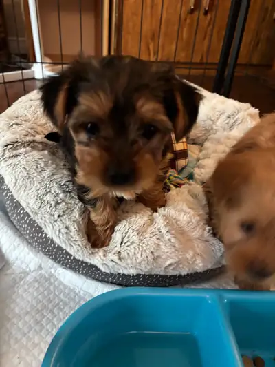 Purebred Yorkshire Terrier, View more